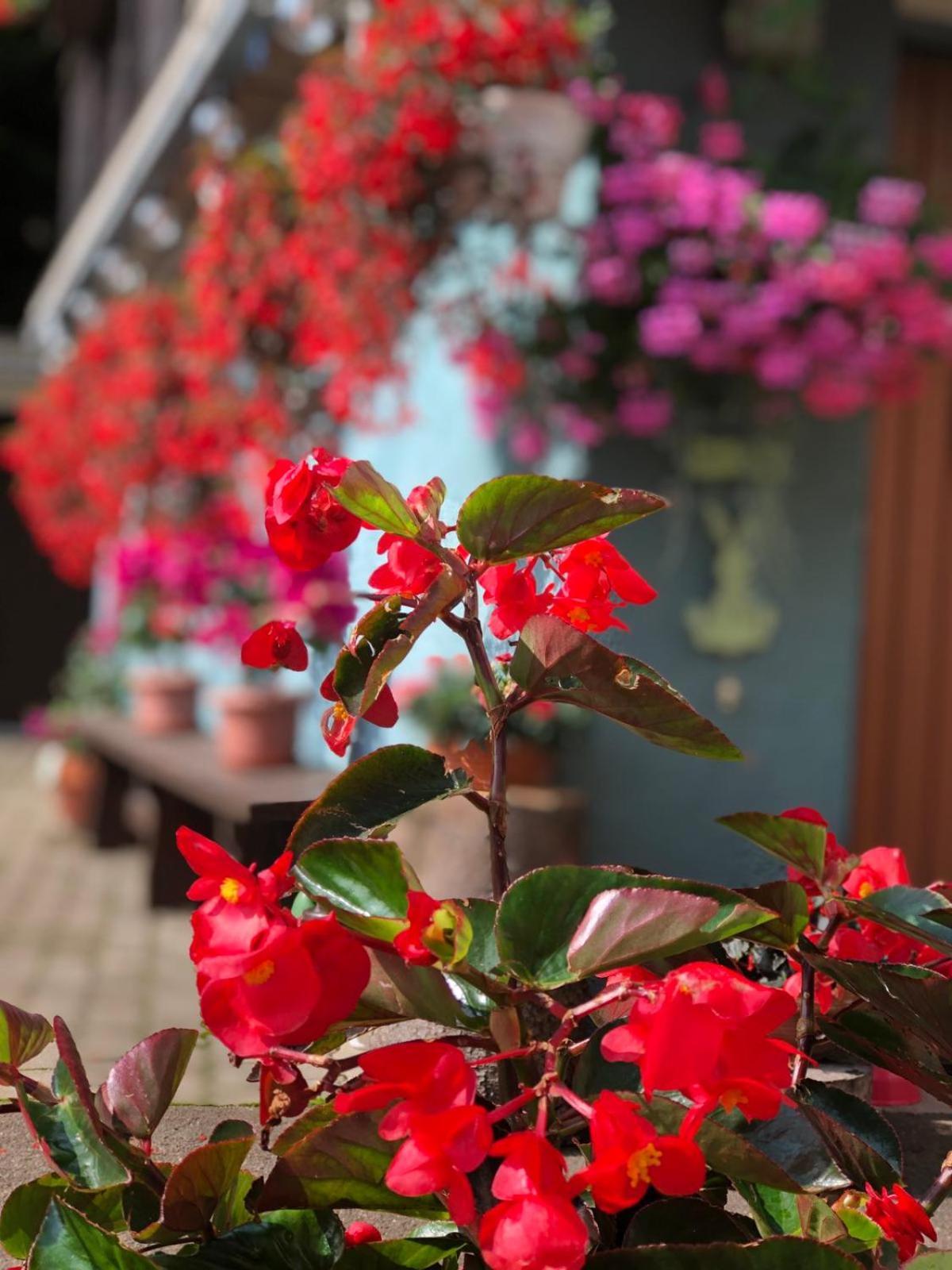 Bed and Breakfast Haus-Erzberg Vordernberg Экстерьер фото
